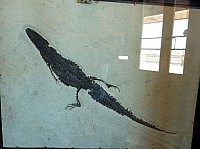 Fosile butte (11).JPG